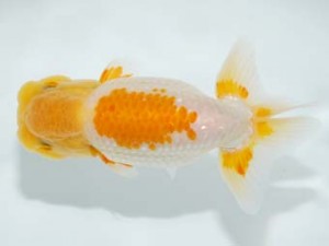 観栄らんちう会　立行司　小山徹志　中央市