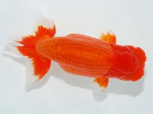 観栄らんちう会　東取締　小山徹志　中央市