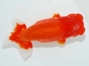 観栄らんちう会　西取締　小山徹志　中央市