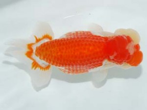 観栄らんちう会　高橋和敬　石巻市