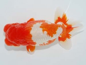 観栄らんちう会　西大関　小山徹志　中央市