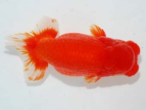 観栄らんちう会　立行司　松田　勝　仙台市