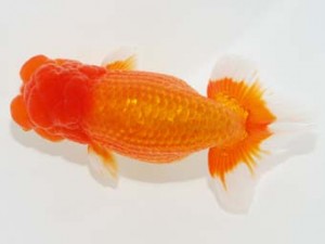 観栄らんちう会　東取締　高津克人　武蔵野市