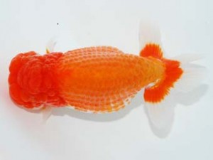 観栄らんちう会　西取締　高橋和敬　石巻市