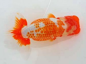 観魚会　立行司　美光　高地成弥　荒川