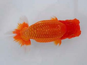 観魚会　取締二　緑　木村　等　本庄