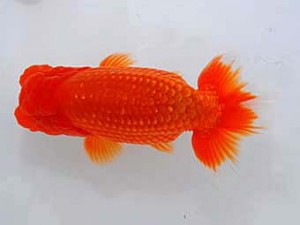 観魚会　東大関　カニ丸　村上暢彦　岡山