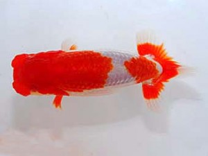 観魚会　西大関　矢月　矢ケ崎伸司　堀切