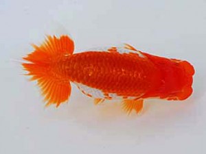 観魚会　立行司　石松　安藤　寛　静岡森町