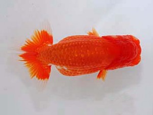 観魚会　取締一　美光　高地成弥　荒川