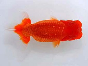 観魚会　取締二　雷　古鳥敏明　葛飾