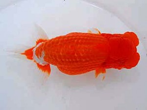 観魚会　東大関　龍心観　青木浩一　浅草