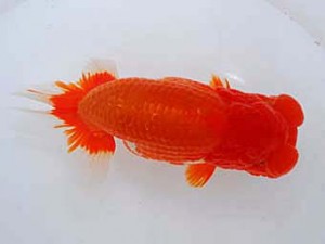 観魚会　西大関　夢心観　齋藤一成　練馬