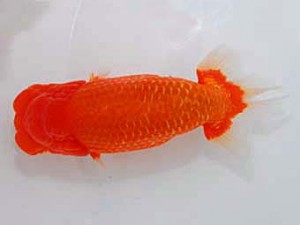 観魚会　取締一　好国　浅沼好三　朝霞市