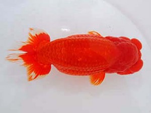 観魚会　取締二　ひばり　篠　孝利　東京