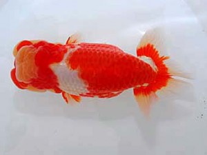 観魚会　東大関　和　高橋節夫　八広