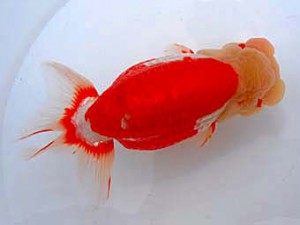 観魚会　西大関　毘心観　齋藤一成　練馬