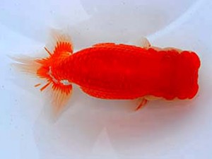 観魚会　立行司　遊花　浅川武信　甲府市