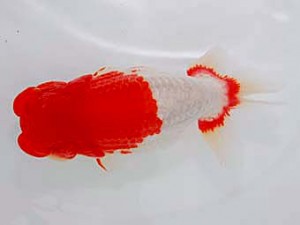 観魚会　取締一　彩　清水　健　さいたま市