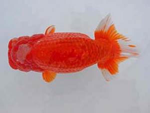 観魚会　取締二　千代田丸　小泉順一　足立