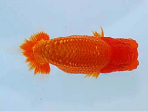 観友らんちう会 東大関 櫛引 勉 観友らんちう会 東大関 櫛引 勉