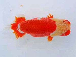 観友らんちう会 勧進元一 相馬健一 観友らんちう会 勧進元一 相馬健一