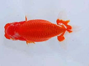 観友らんちう会 勧進元二 相馬健一 観友らんちう会 勧進元二 相馬健一