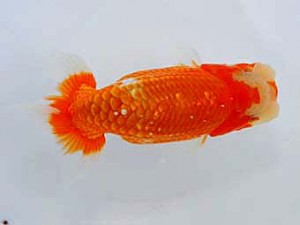 観友らんちう会 行司一 福沢 誠 観友らんちう会 行司一 福沢 誠