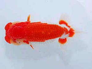 観友らんちう会 脇行司二 和田喜代志 観友らんちう会 脇行司二 和田喜代志