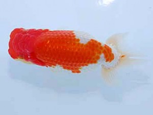 観友らんちう会 立行司 木下伸介 観友らんちう会 立行司 木下伸介