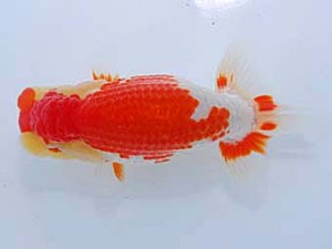 観友らんちう会 取締一 相馬健一 観友らんちう会 取締一 相馬健一