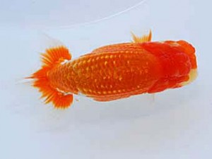 観友らんちう会 取締二 福沢 誠 観友らんちう会 取締二 福沢 誠