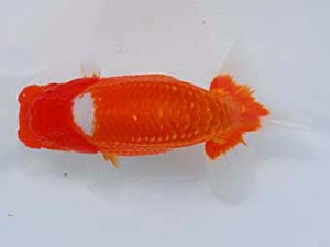 観友らんちう会 東関脇 櫛引 勉 観友らんちう会 東関脇 櫛引 勉