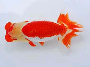 観友らんちう会 西関脇 林崎正紀 観友らんちう会 西関脇 林崎正紀