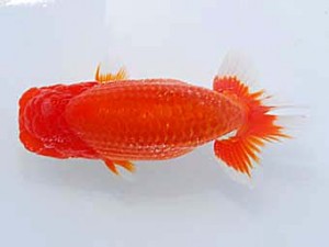 観友らんちう会 東小結 梅山利明 観友らんちう会 東小結 梅山利明