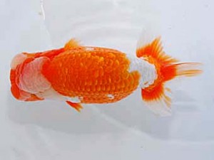 観友らんちう会 東大関 木下伸介 観友らんちう会 東大関 木下伸介