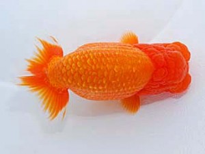 観友らんちう会 西大関 和井内貴久 観友らんちう会 西大関 和井内貴久