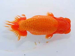 観友らんちう会 立行司 和井内貴久 観友らんちう会 立行司 和井内貴久