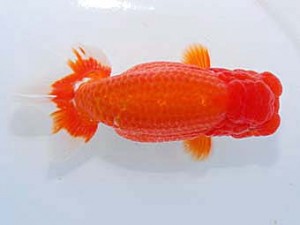 観友らんちう会 取締一 蛯名敏則 観友らんちう会 取締一 蛯名敏則