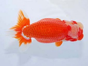 観友らんちう会 取締二 川井謙樹 観友らんちう会 取締二 川井謙樹