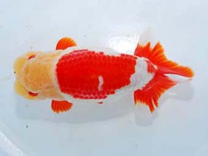 観友らんちう会 西大関 蛯名敏則 観友らんちう会 西大関 蛯名敏則