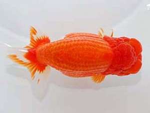 観友らんちう会 取締二 安田光伸 観友らんちう会 取締二 安田光伸