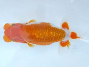 葛飾愛魚会　東大関　中村芳雄　松伏