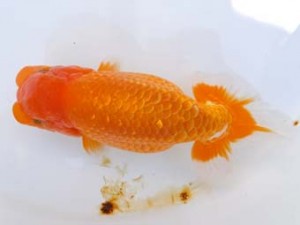 葛飾愛魚会 勧進元一　川俣　洋　草加