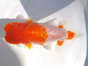 葛飾愛魚会　勧進元二　土田　裕　墨田区