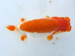 葛飾愛魚会 行司一　大久保正次　堀切