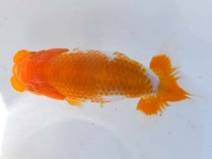 葛飾愛魚会 脇行司一　室岡賢治　江戸川