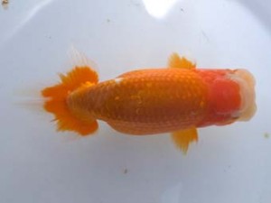 葛飾愛魚会 脇行司二　滝瀬健治　北本市