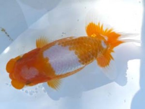 葛飾愛魚会　西大関　長谷川新一　江戸川