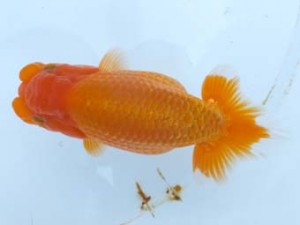 葛飾愛魚会　立行司　高野　淳　茨城